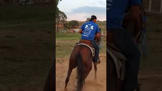 Corrida Oficial de Argolinha 🇧🇷 horse cavalo argolinha [upl. by Cletis573]