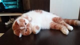 Exotic shorthair Cat red tabbywhite nearly 95 months [upl. by Llyrpa]