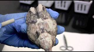 Sheep Brain Dissection Pt 1 0f 2 [upl. by Ahsaya]