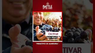 Welcome to “Battle of the Wines” Cantine Paolo Leo 🍷 of Puglia 🇮🇹 [upl. by Cary]