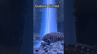 Aquarium Fishtank Beauty DUBOISI CICHLID cichlids aquariumfish fishtanktropicalfishfishhobbyist [upl. by Onairam]