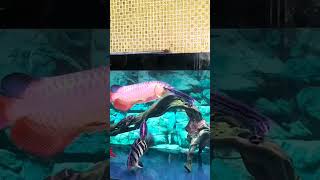 Asian arowana the king of the tank is hungry fishtank time fish water life asianarowana pet [upl. by Sarita351]