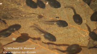 Wood Frog Tadpoles Swimming and Feeding [upl. by Tnelc536]