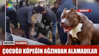 Çocuğu köpeğin ağzından alamadılar [upl. by Naiva710]