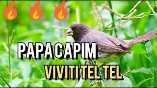 PAPA CAPIM CANTO VIVITI TEL TEL PARA ENCARTE [upl. by Bibby]