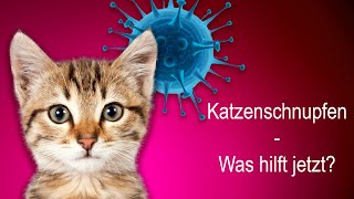 Katzenschnupfen – was hilft jetzt [upl. by Idram]