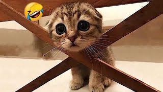 You Laugh You Lose🥰😹Funniest Dogs and Cats 2024🐶🐕 [upl. by Nosned]