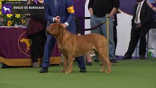 Dogue do Bordeaux  Breed Judging 2020 [upl. by Naval236]