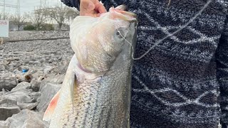 Striped Bass Fishing at Guntersville Dam [upl. by Danczyk]