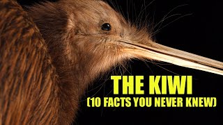 Kiwi Bird 🥝 10 FACTS You NEVER KNEW [upl. by Nollat299]