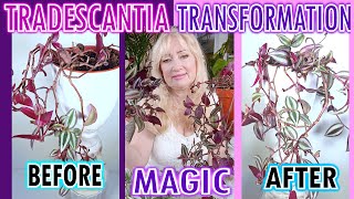 TRANSFORM Bald amp Leggy to a 🌴LARGE amp VIBRANT💚 Tradescantia Plant With THIS SECRET [upl. by Schlessel274]