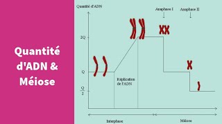 Évolution de la quantité dADN au cours de la méiose  Première Spécialité SVT [upl. by Pettifer]