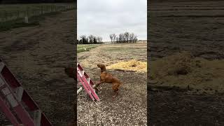 Montana Vizsla bird hunting vizsla [upl. by Naerad]