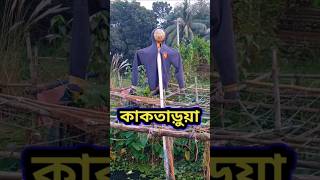 কাকতাড়ুয়ার কাজ কি কাকতাড়ুয়া Kaktarua shorts village ফসলরক্ষ্যা [upl. by Engdahl]