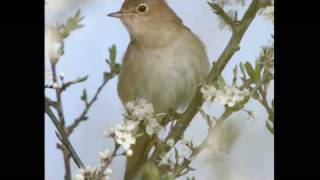 Hear The Nightingale Sing  Harry Hibbs [upl. by Yenial]