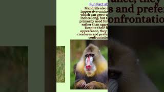 funfact about Mandrill funfact mandrill mandrills mandrillfacts mandrilllover [upl. by Ybor480]