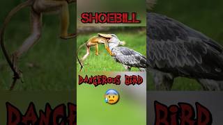 Shoebill stork giant 😳😱  Shoebill bird  Shoebill stork  Shoebill stork eats monkey [upl. by Nishom987]