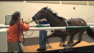 Performing Treadmill Endoscopy at Rood amp Riddle Equine Hospital [upl. by Valry]