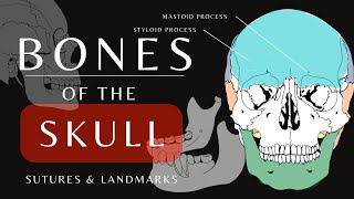 Bones of the Skull  The Mandible Cranial and Facial Bones  Anatomy and Physiology shorts [upl. by Eupheemia1]