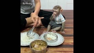 Adorable baby monkey help mom cooking food for eat dinner [upl. by Freiman]