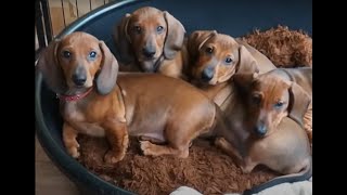 Dachshund puppies growing up  Time lapse [upl. by Akkahs635]