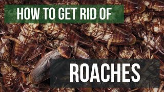 How To Get Rid of Cockroaches Guaranteed 4 Easy Steps [upl. by Wystand505]