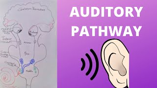 Auditory Pathway [upl. by Borlow]