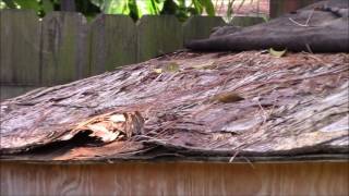 Weather Proofing The Chicken Coop Roof [upl. by Amlas304]