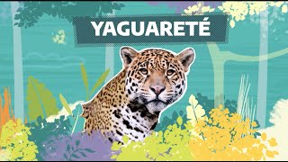 FaunaNativa  Ep 4 – Yaguareté [upl. by Fremont]