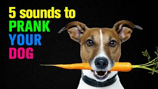 5 Sounds to Prank Your Dog  Dogs Go Crazy [upl. by Nyrem492]