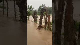 Emergencia en Olanchito Yoro Honduras 🇭🇳 [upl. by Hares989]