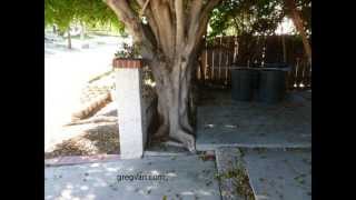 Can Large Trees Lift up Large Driveways  Landscaping Damage Prevention [upl. by Mia44]