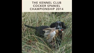 2014 Cocker Spaniel Championship held at Queensberry Estate Scotland [upl. by Oriane]