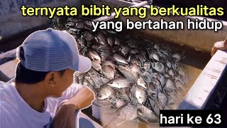 DARI 480 LARVA GURAME HANYA TERSISA 88 EKOR‼️DAN ITU BENIH YANG BERKUALITAS [upl. by Ilona95]