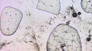 bacteria bloom reacts to salt [upl. by Kcor]