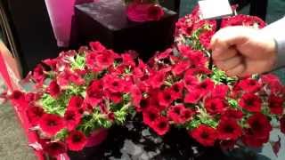 Great New Wave Petunias for 2015 [upl. by Anelav]