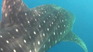 Whale Shark in Kona Hawaii [upl. by Firmin]