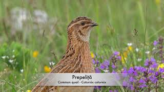 Prepeliță  Common quail  Coturnix coturnix [upl. by Elmo]