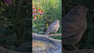 Wren feeds hungry baby Cowbird [upl. by Tneicniv]