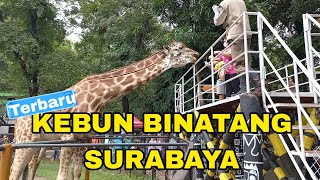 KEBUN BINATANG SURABAYA ZOO  Kondisi Terkini [upl. by Witcher]