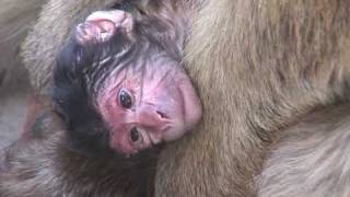 Baby Monkey Newborn Barbary Ape Opens Its Eyes [upl. by Asusej]