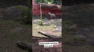 National park in Hyderabad in safari zooanimals zoo trending viralvideo wildanimals [upl. by Yadnil]