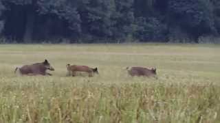 Wildlife videos CZ Černá zvěř wild boar [upl. by Nikolai548]