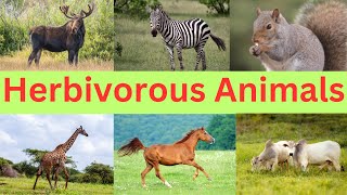 Herbivorous Animals  Plant Eating Animal Names [upl. by Enyal]