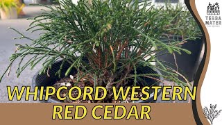 🌲 WHIPCORD WESTERN RED CEDAR Thuja Plicata  A MustWatch Marvel for Your Landscape [upl. by Keemahs]