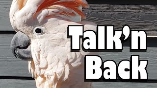 Talkin Back  A Conversation with Max the Moluccan Cockatoo [upl. by Orland]