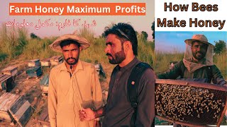 Honey Farm Karobar kasy krty Complete Honey Farming Process Honey Farming Honey Bee Farming [upl. by Suez]