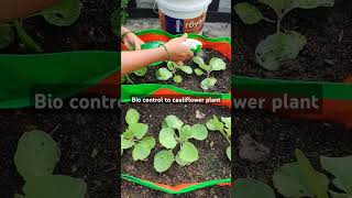 Organic biopesticide spray to cauliflower plant। shorts viralshorts ytshorts [upl. by Liane]