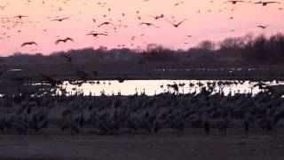 Sandhill cranes coming in to roost [upl. by Healy]