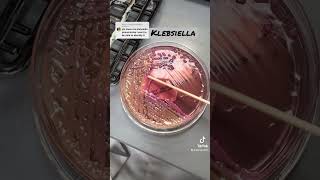 Klebsiella spp labtech microbiology bacteria medicallaboratory laboratory learning medtech [upl. by Ardnued]